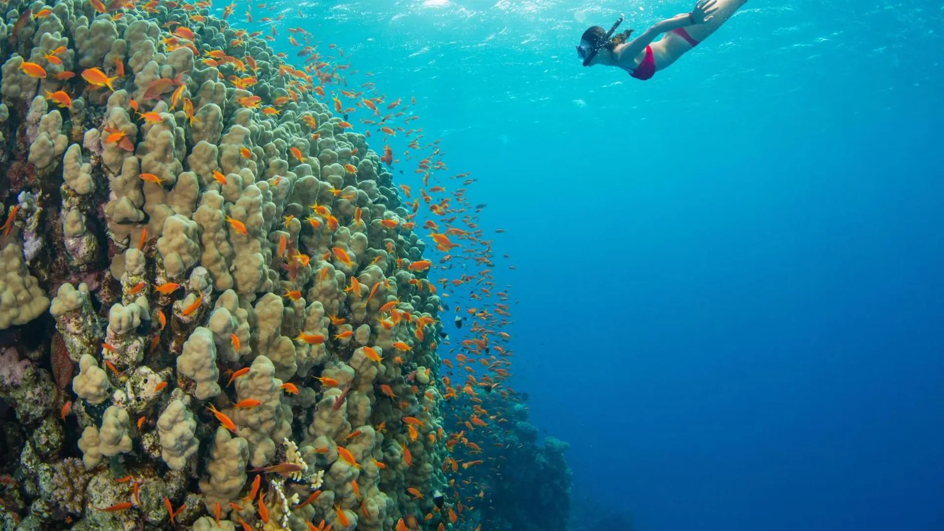 Kahana Reef 111 contacts